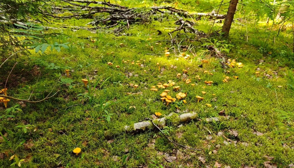 Новый дом на озере Селигер в деревне Заполёк