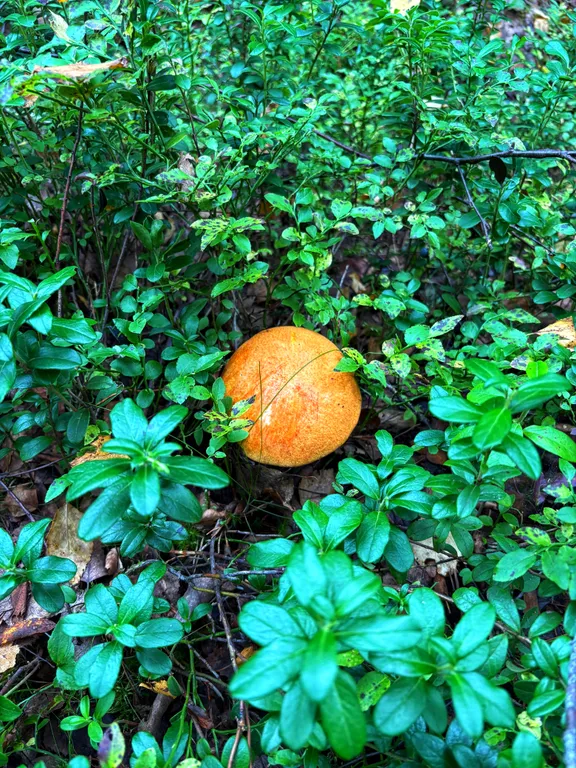 «Шале у Озера 2»