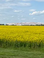 NativeMinsk