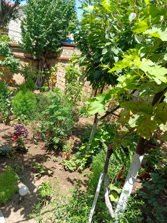 Дом в центре города на улице Мамедбекова, Туристическая миля