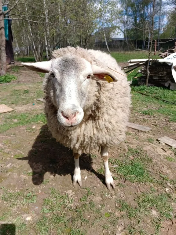 Чудо-дача, дом Акула на берегу пруда