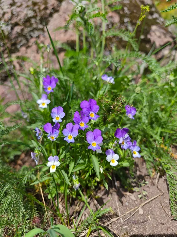 На Ладоге Брусничный