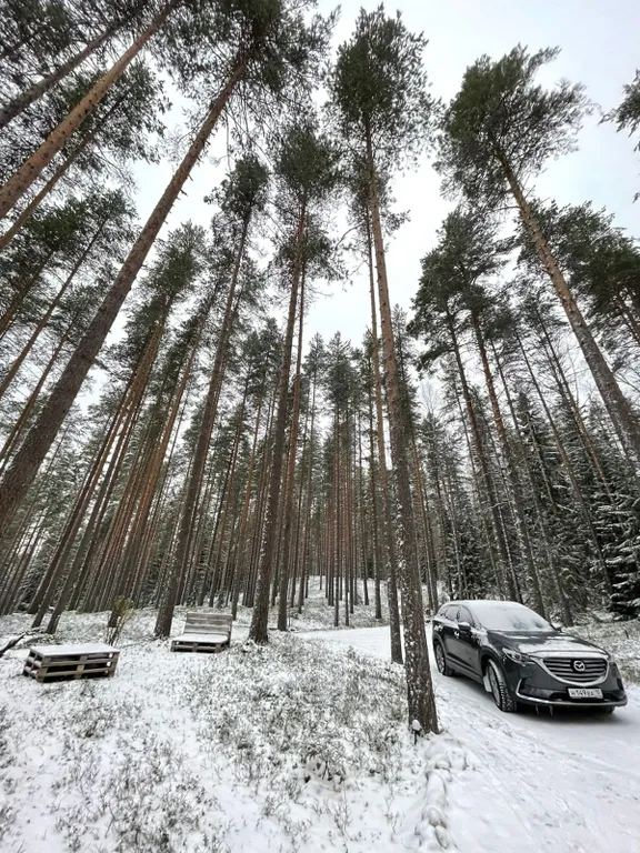Коттедж Дом А-frame в хвойном лесу — Половина