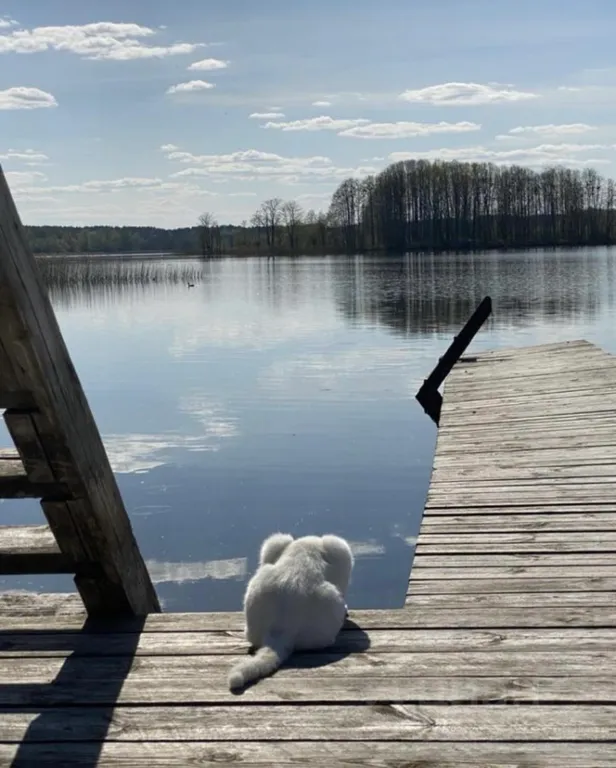 Уютный домик на берегу озера Себеж
