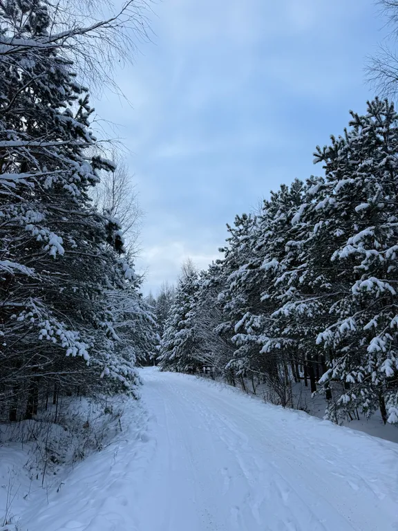 Уютный дом в лесу