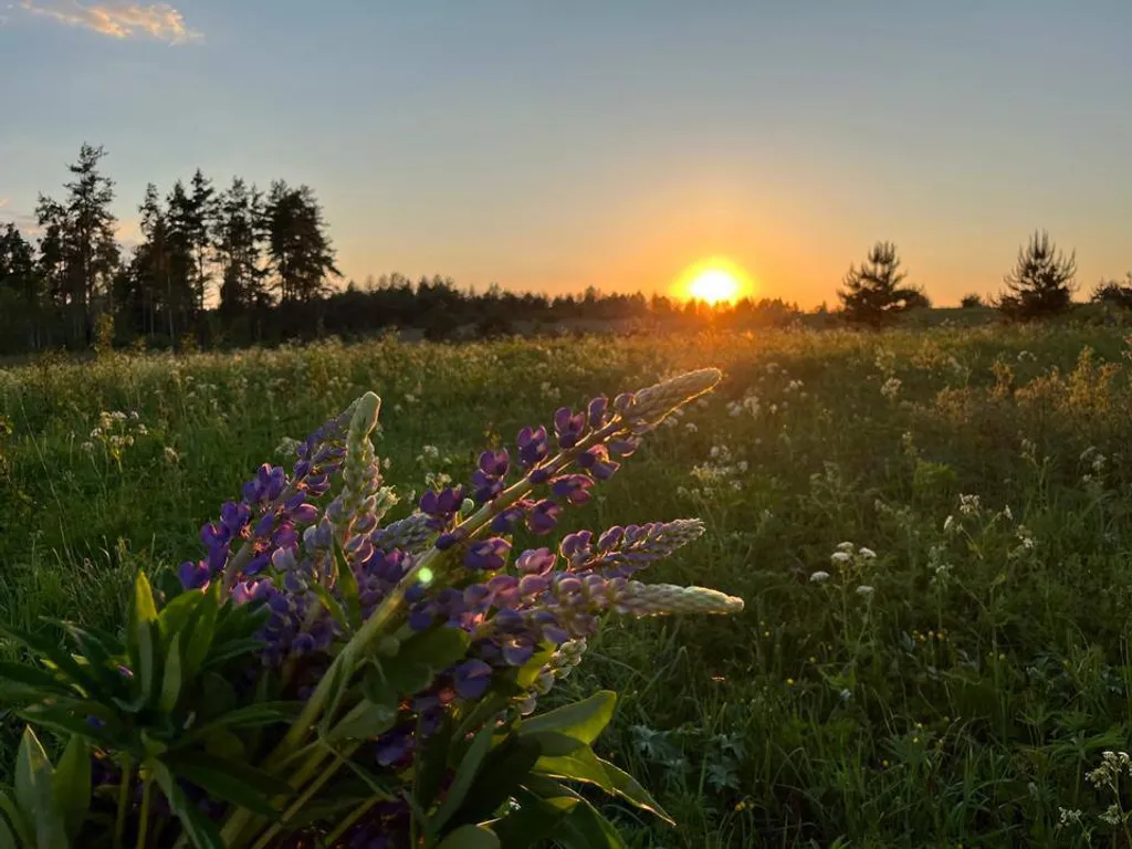 Уникальный арендный объект Кибитка на холме