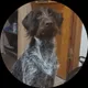 Антон