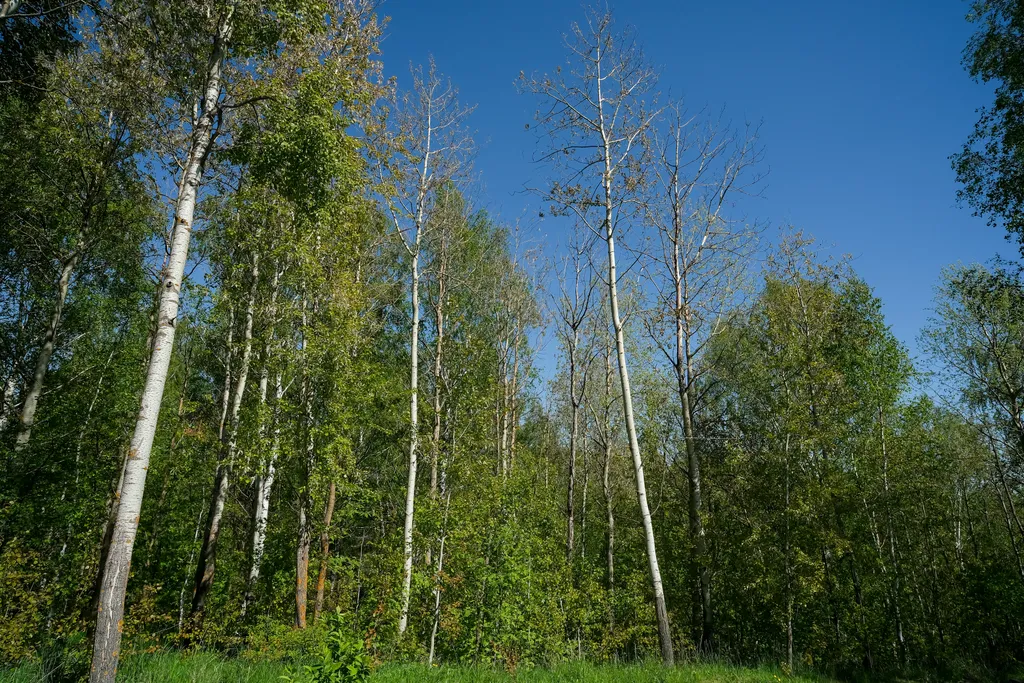 Коттедж Гостевой дом Зеленое кружево — Казань