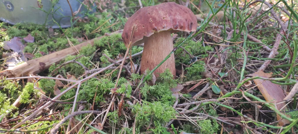 Коттедж Небольшой дачный домик на Селигере — Жар