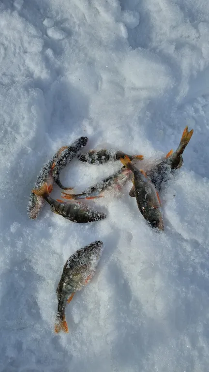Современный дом на берегу озера в национальном парке Браславские озера