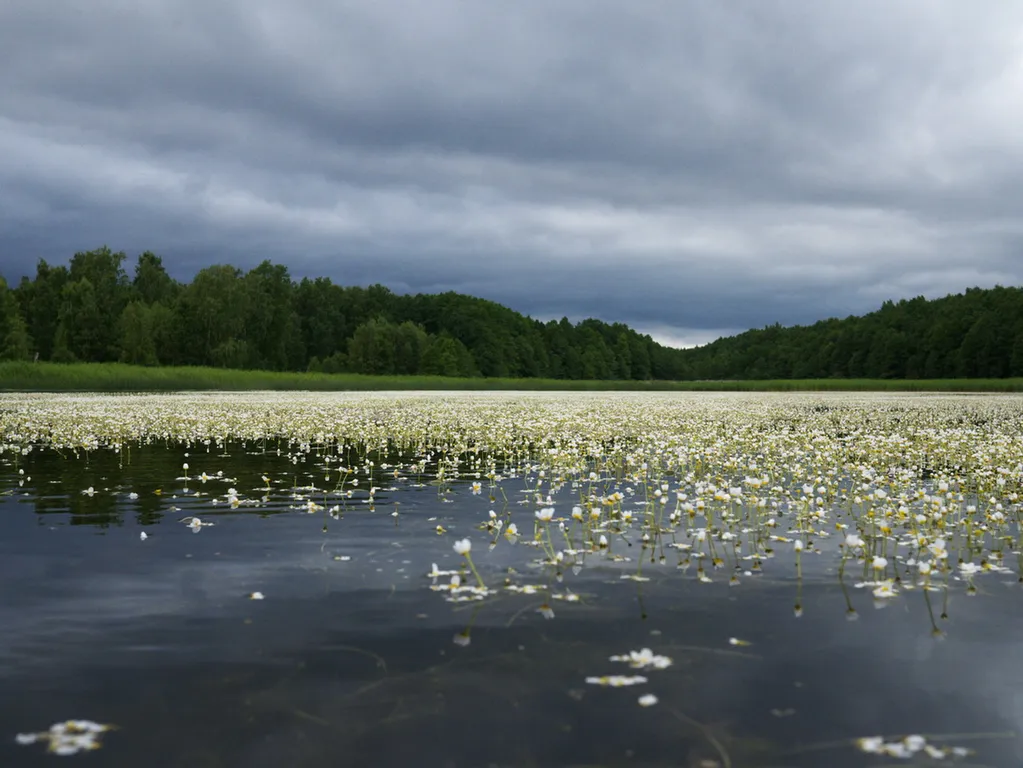 Коттедж Домик Коиви в Приморске — Приморск