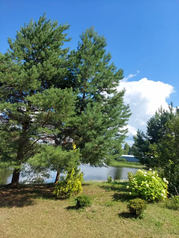 Дом на живописном берегу реки в деревне Пачеболка