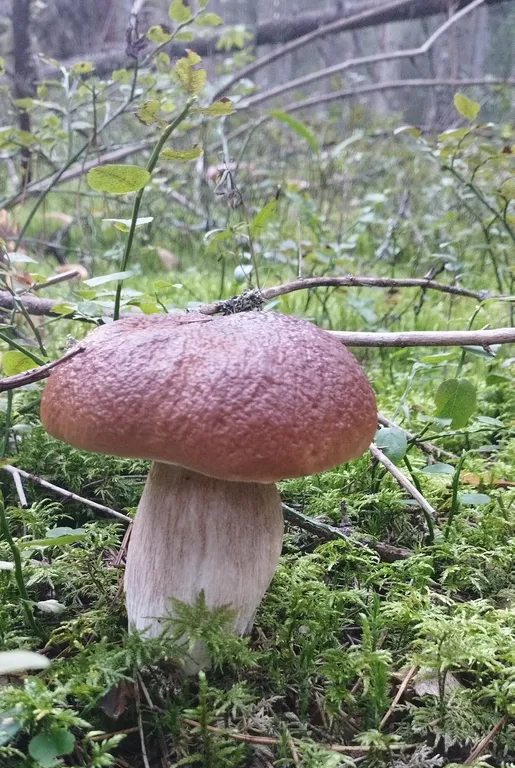 Уютная квартира в 5 минутах ходьбы от озера Сапшо