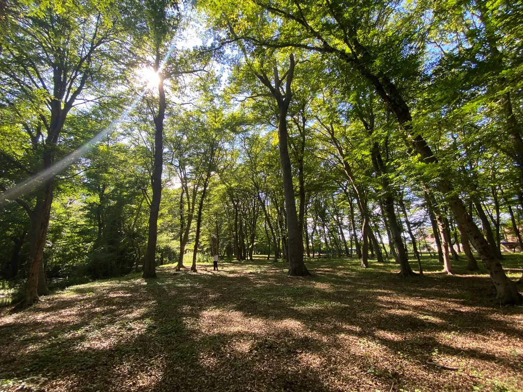 Дом из сруба в Самурском лесу