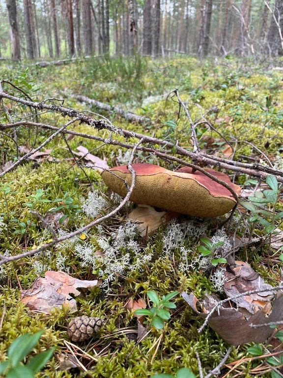 Коттедж Дом у заповедника — Сопоха