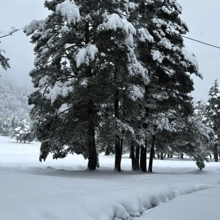 Коттедж Новый коттедж в лесу — Архыз