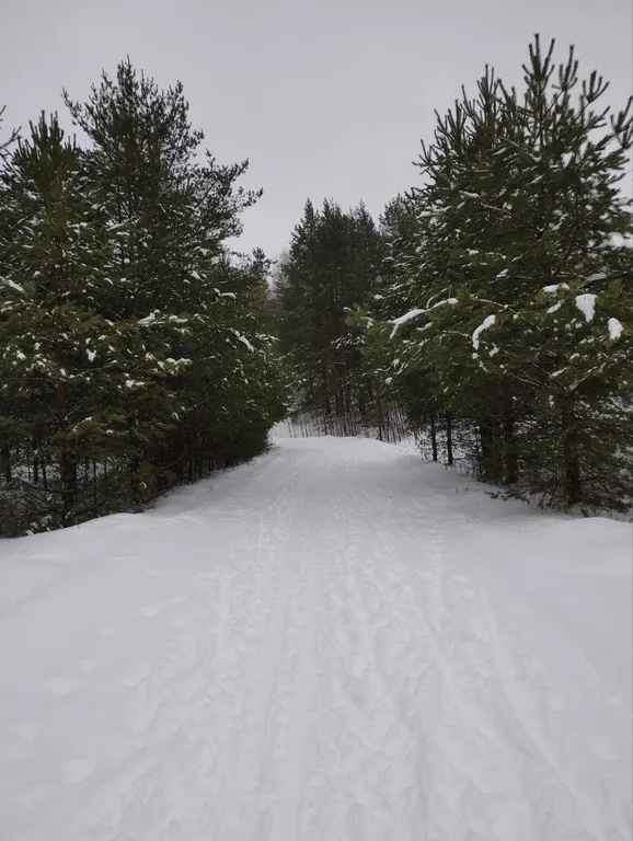 Новая квартира Лесные аллеи