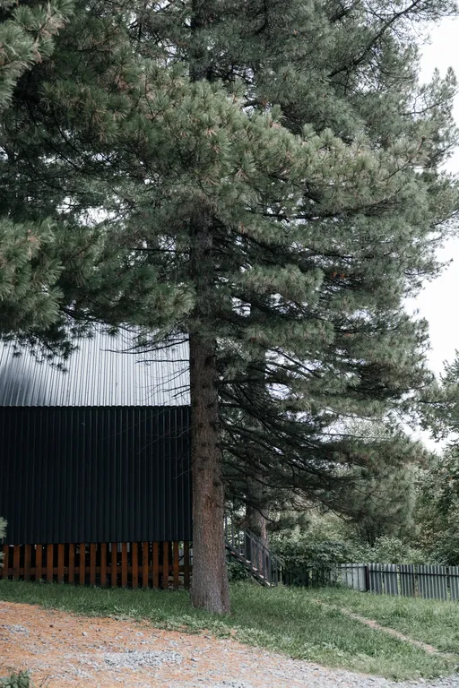 Уютный домик в кедровом лесу