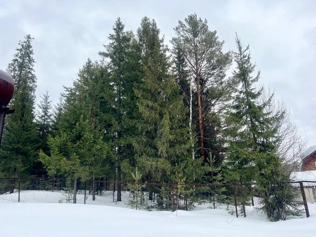 Домик у леса