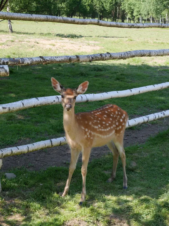 Коттедж Уютный домик Ягодное клуб — Ломоносов