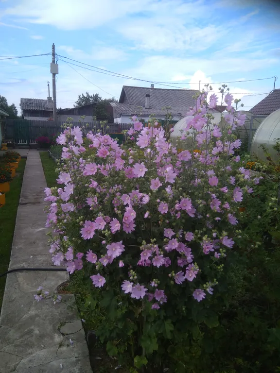 Квартира Комфорт — Лодейное Поле