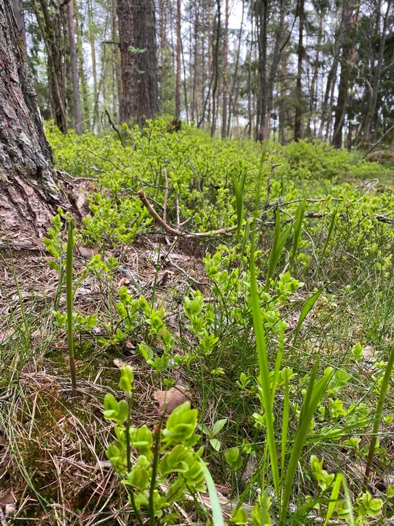 Деревенский дом у озера