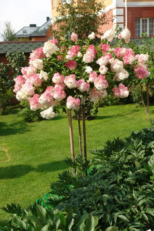 Дом в ботаническом саду