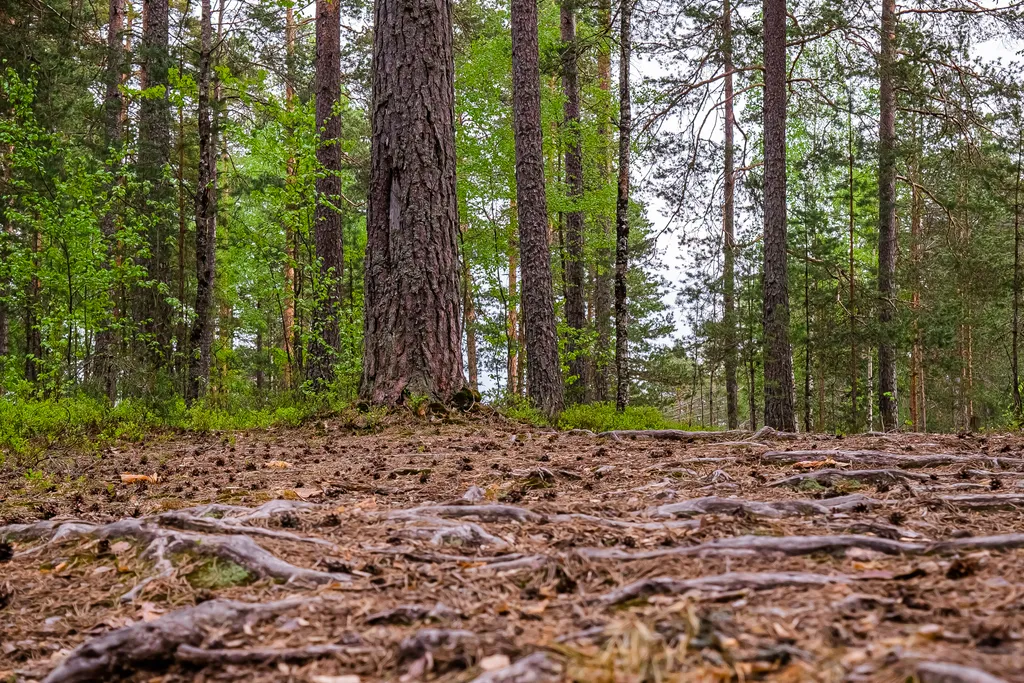 Загородный клуб Радужный лес