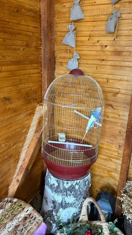 Домик у леса, на территории проживают кролики