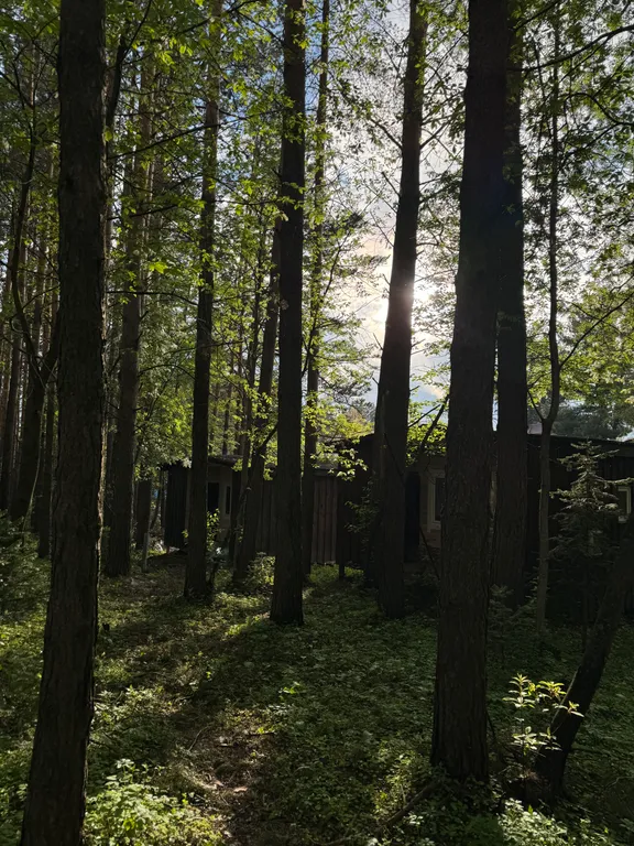 Уютный дом в лесу