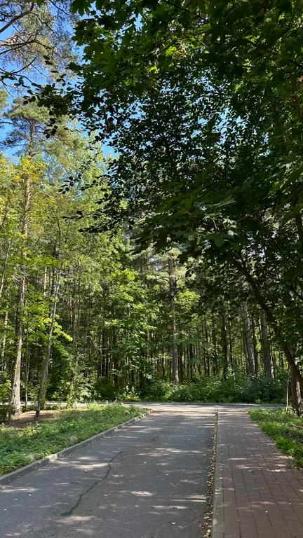 Уютная студия в лесной зоне