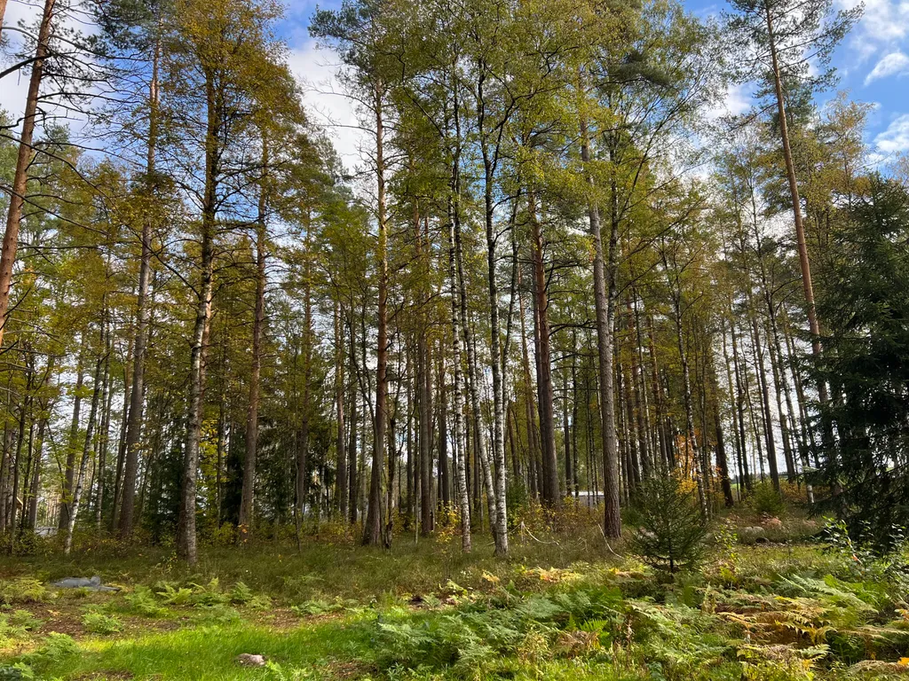 Уютный дом в сосновом лесу