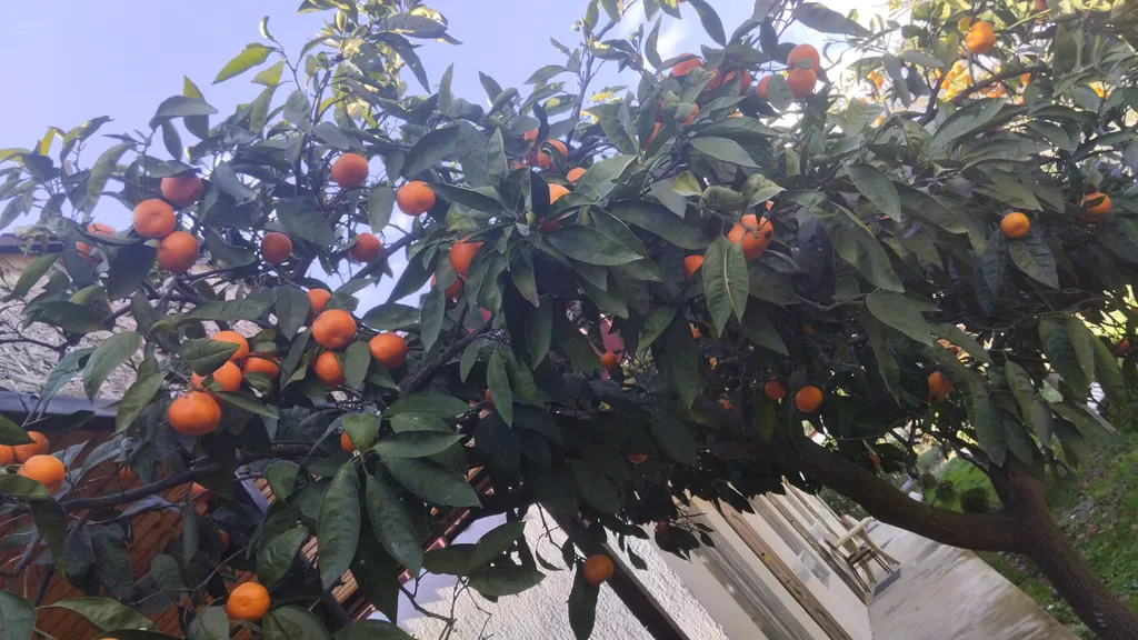 Как на даче у Чёрного моря