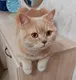Виктор