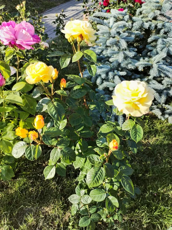 Ласточкино гнездо