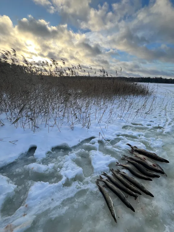 Коттедж Коттедж с сауной рядом с озером — Луга