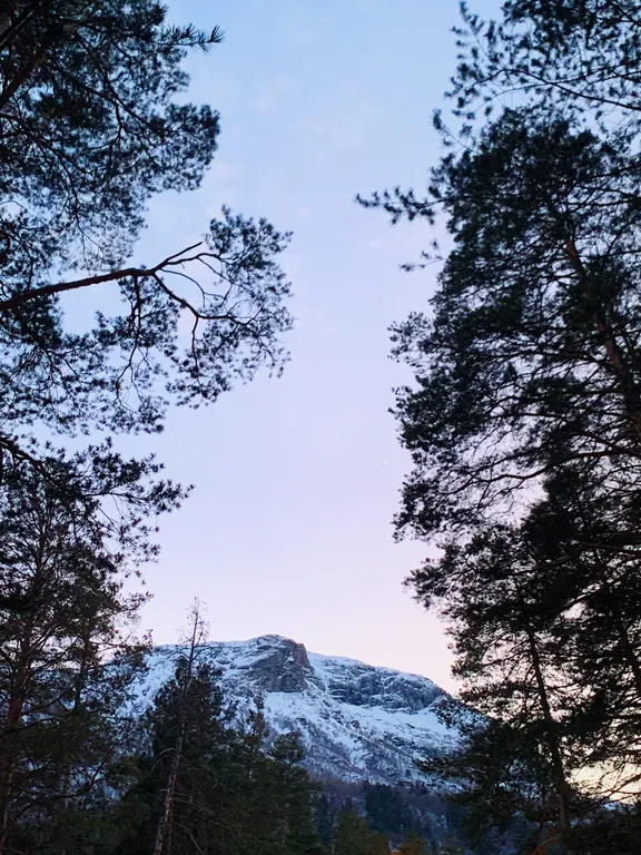 Апартаменты с панорамным с видом на лес