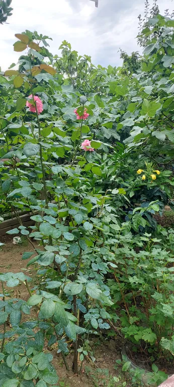 Квартира Комната — Адлер