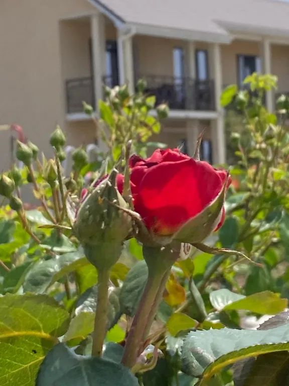 Коттедж Коттедж Стандартный четырёхместный номер — Витино