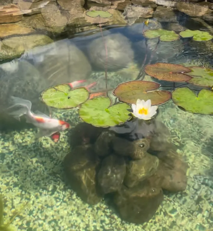 Дом-баня у озера оконо (15 км от г. Лепель)