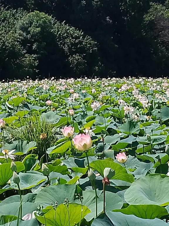 4-комнатный Дом