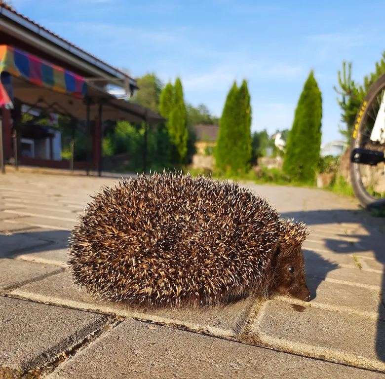Коттедж Дом у озера — Глубокое (Каменногорское г/п)