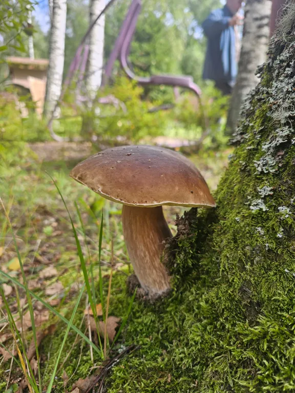 Дом в лесу у озера