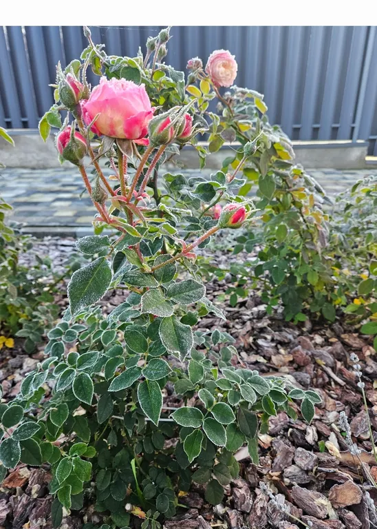 Дом из натурального бруса у горнолыжных центров
