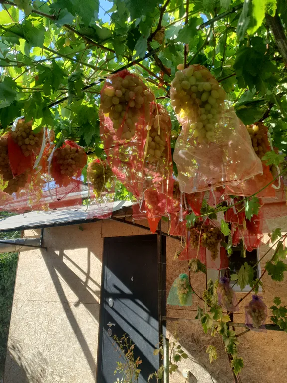 Виноградная Лоза