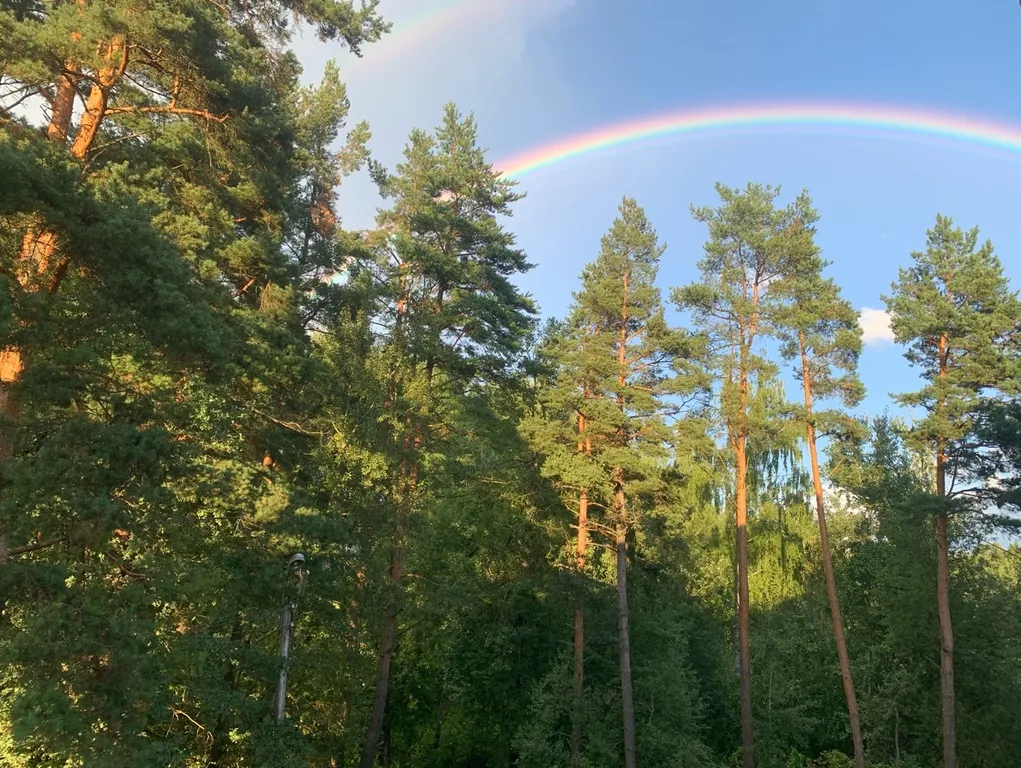 Квартира сосны