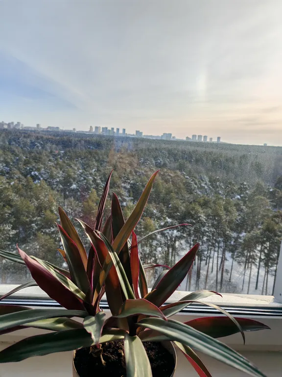 Студия на Парковом с видом на Экопарк