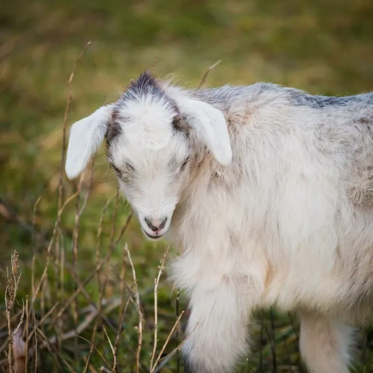 Уютный эко-дом у горной речки