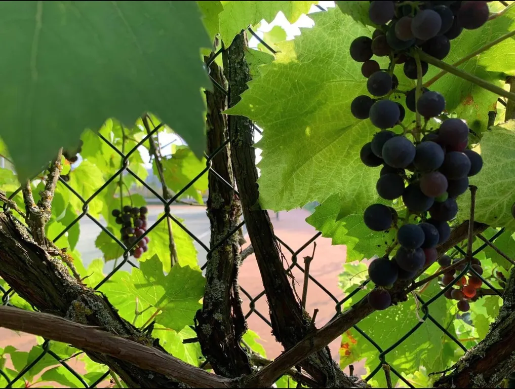 Эколофт с теннисным кортом недалеко от реки Москвы с сауной, камином