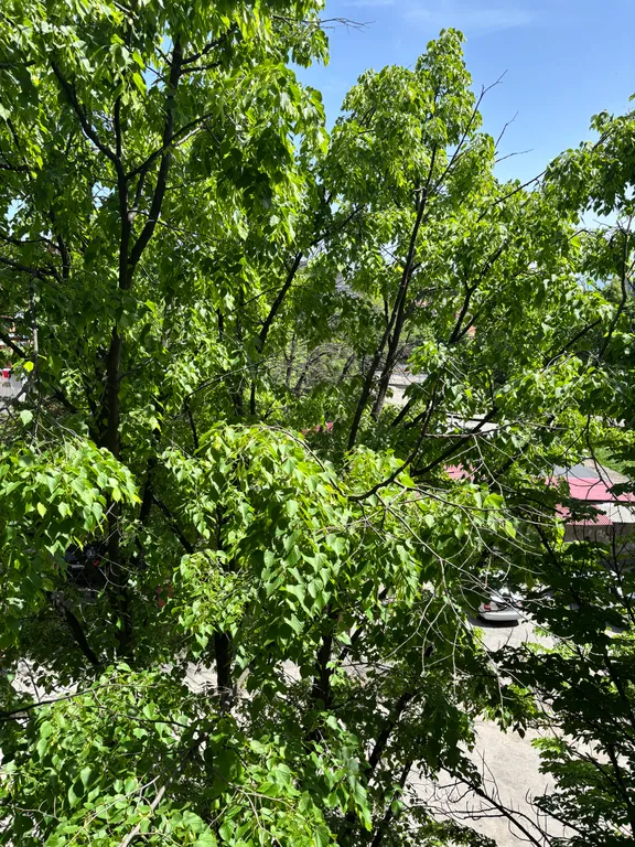 Уютная студия в центре города